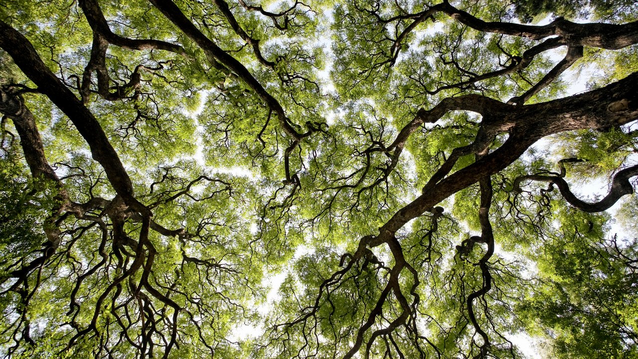Tree view from below