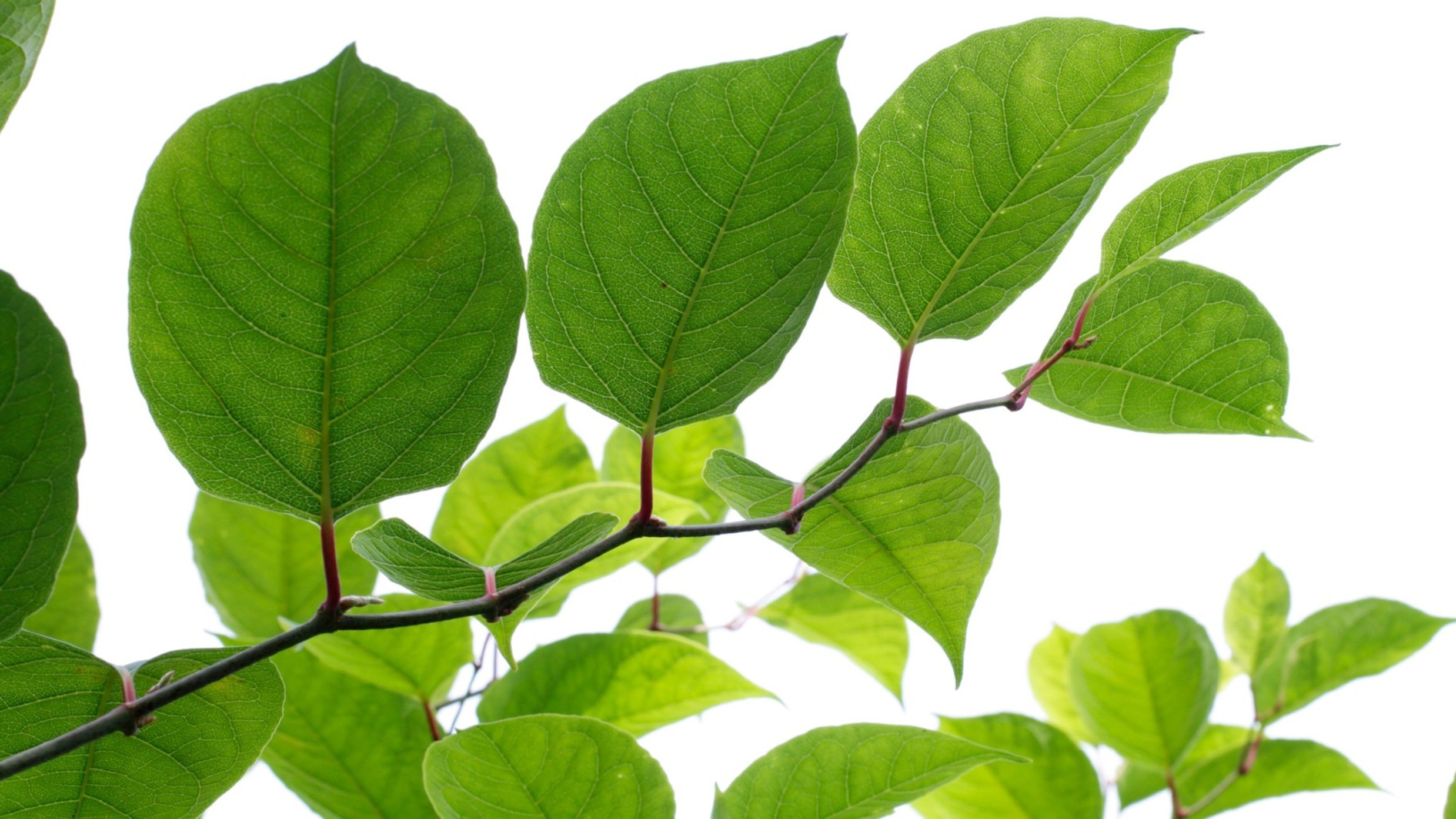 Closeup image of Japanese Knotweed