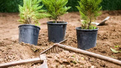 Planting trees Image of three trees being planted